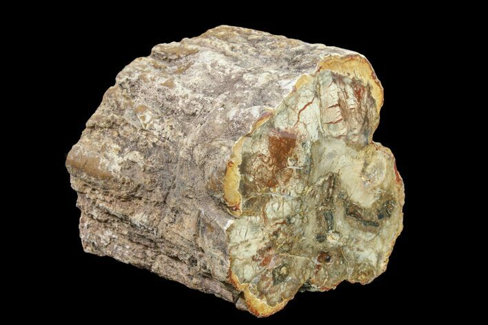 Petrified Wood (Araucaria) Limb - Madagascar #158119